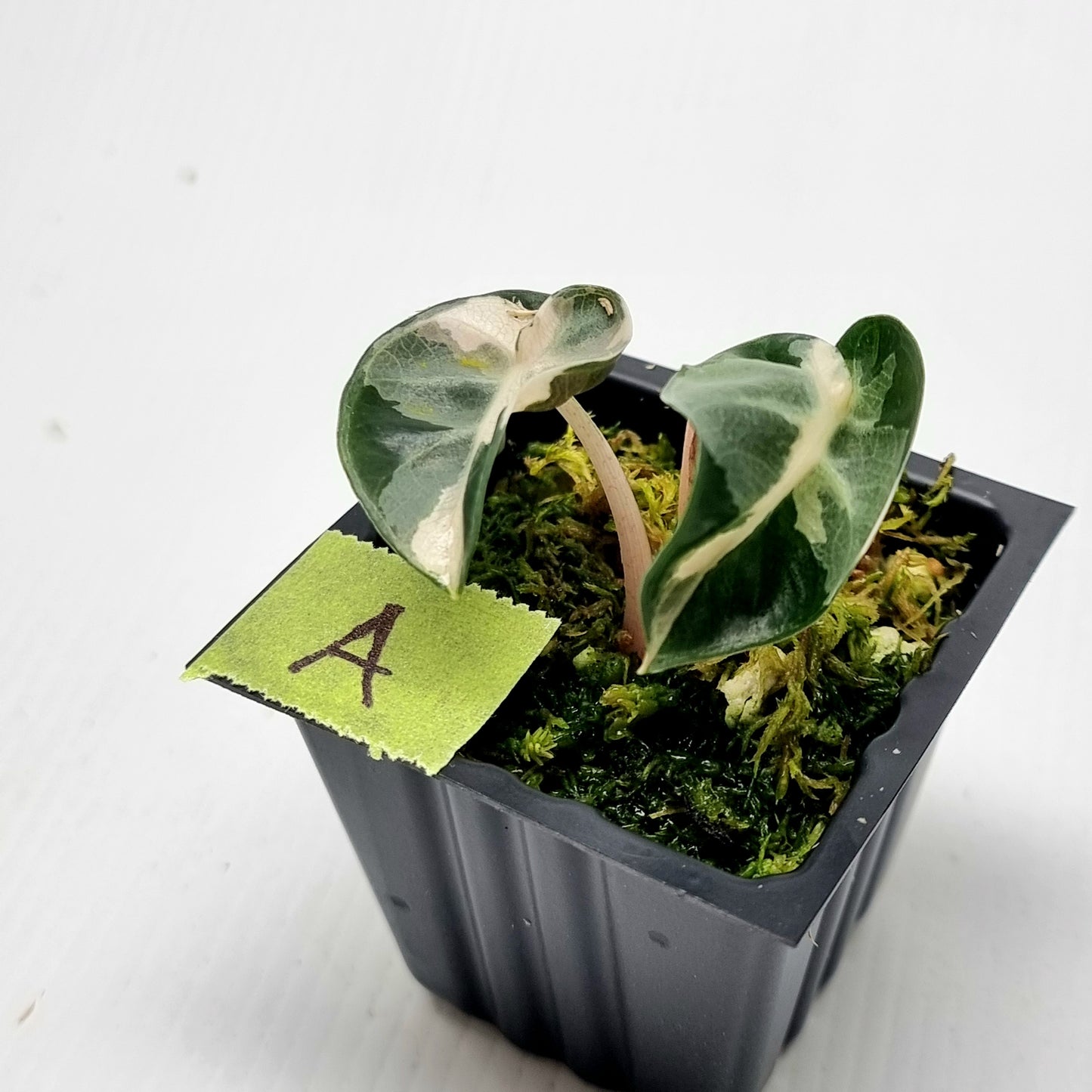 Alocasia Heart Balloon Pink Variegated, 50mm