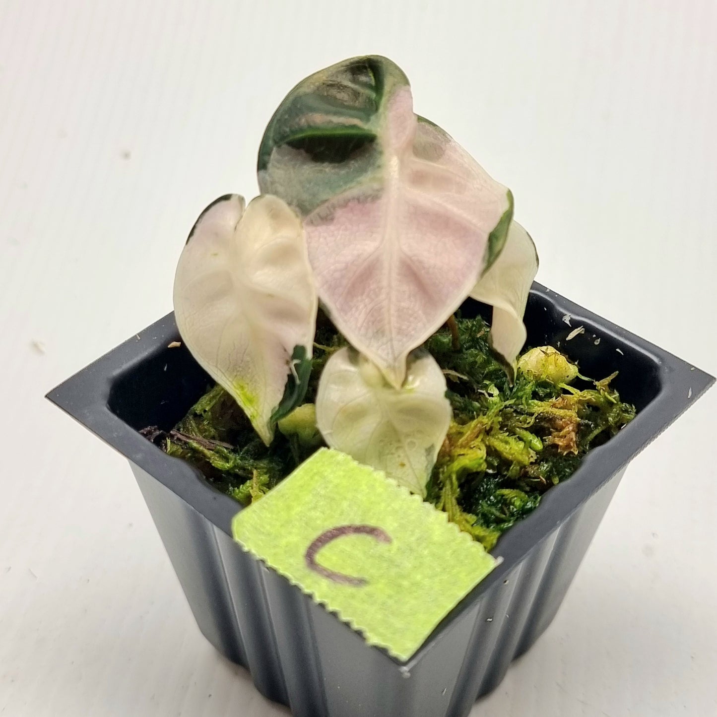 Alocasia Heart Balloon Pink Variegated, 50mm