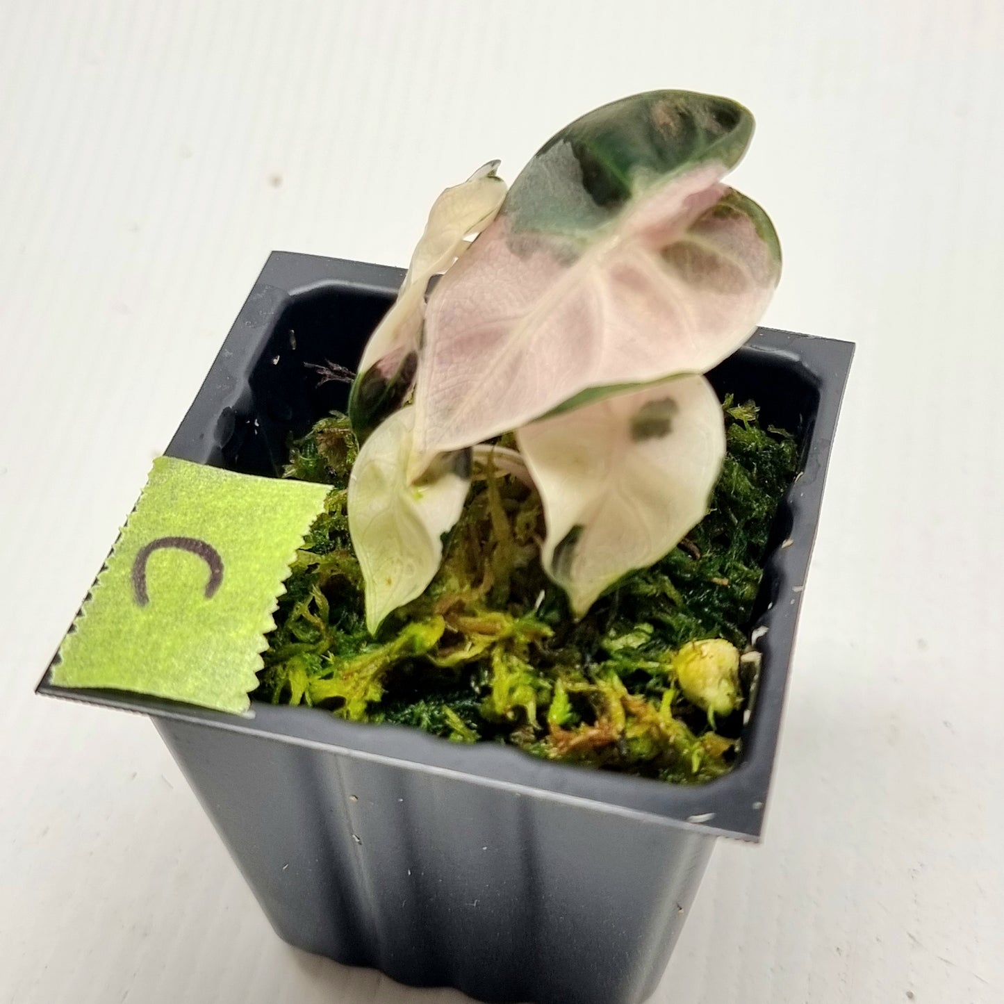 Alocasia Heart Balloon Pink Variegated, 50mm