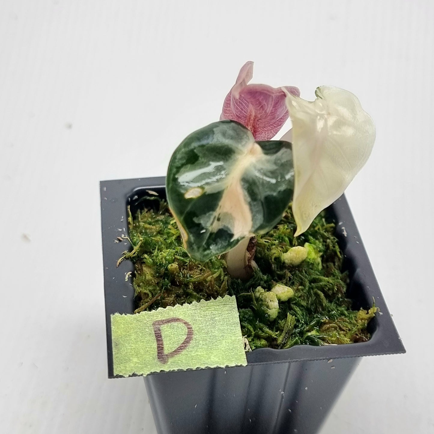Alocasia Heart Balloon Pink Variegated, 50mm