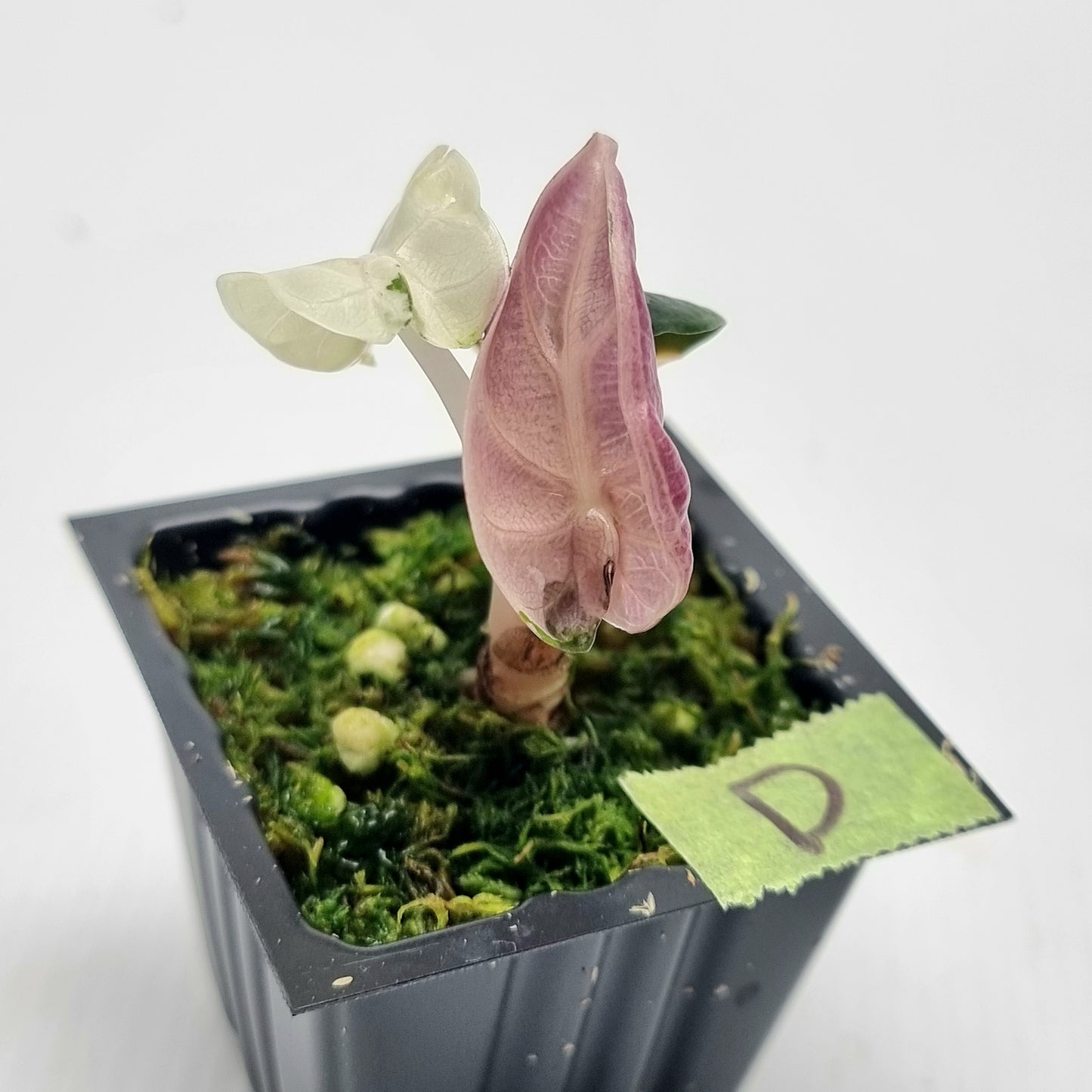 Alocasia Heart Balloon Pink Variegated, 50mm