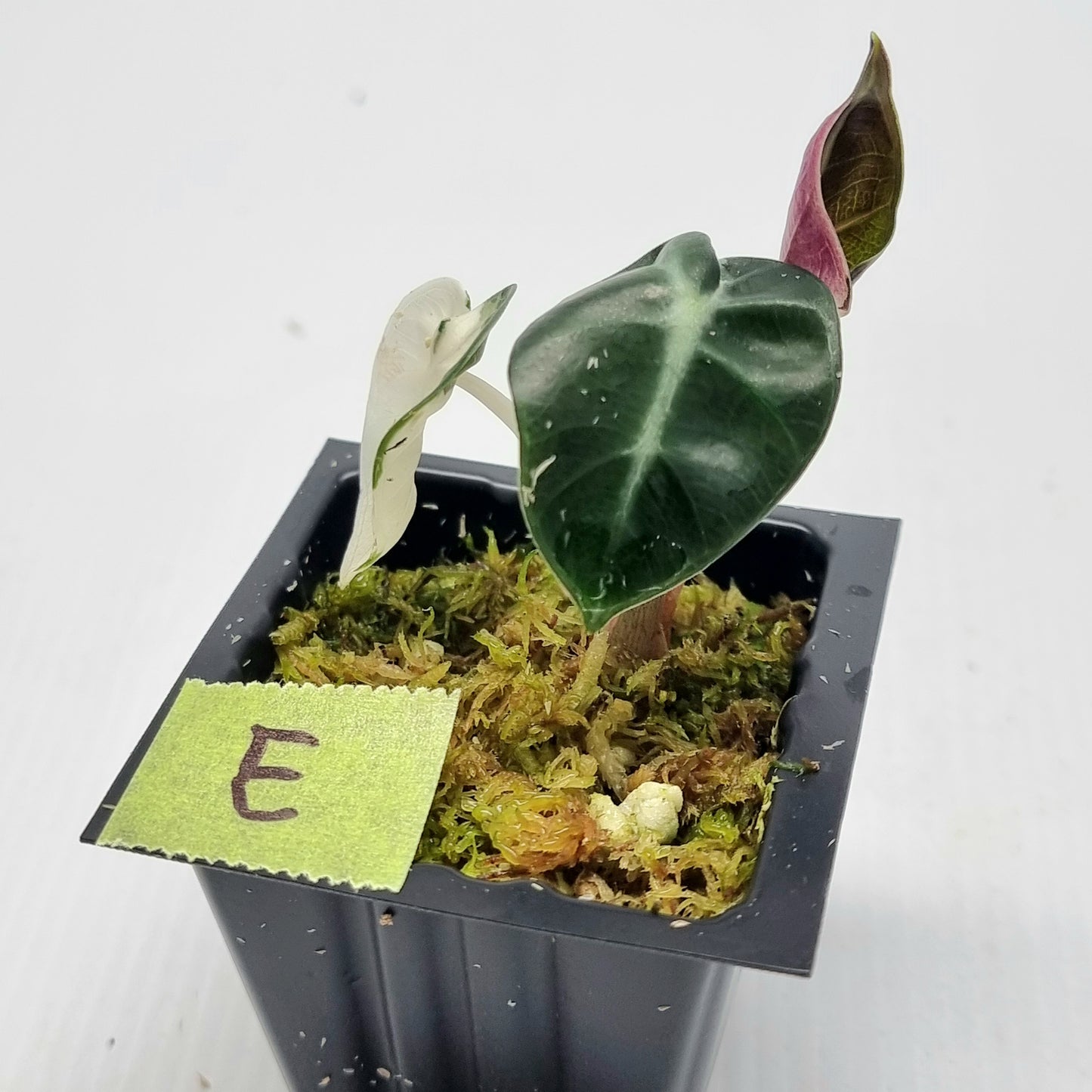 Alocasia Heart Balloon Pink Variegated, 50mm