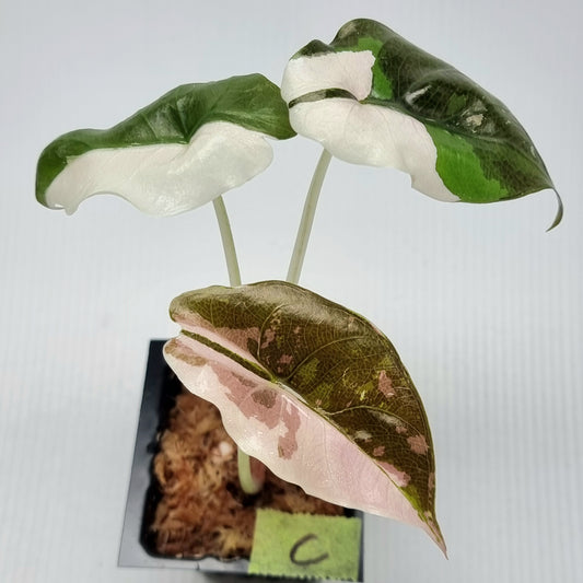 Alocasia Chantrieri Pink Variegated