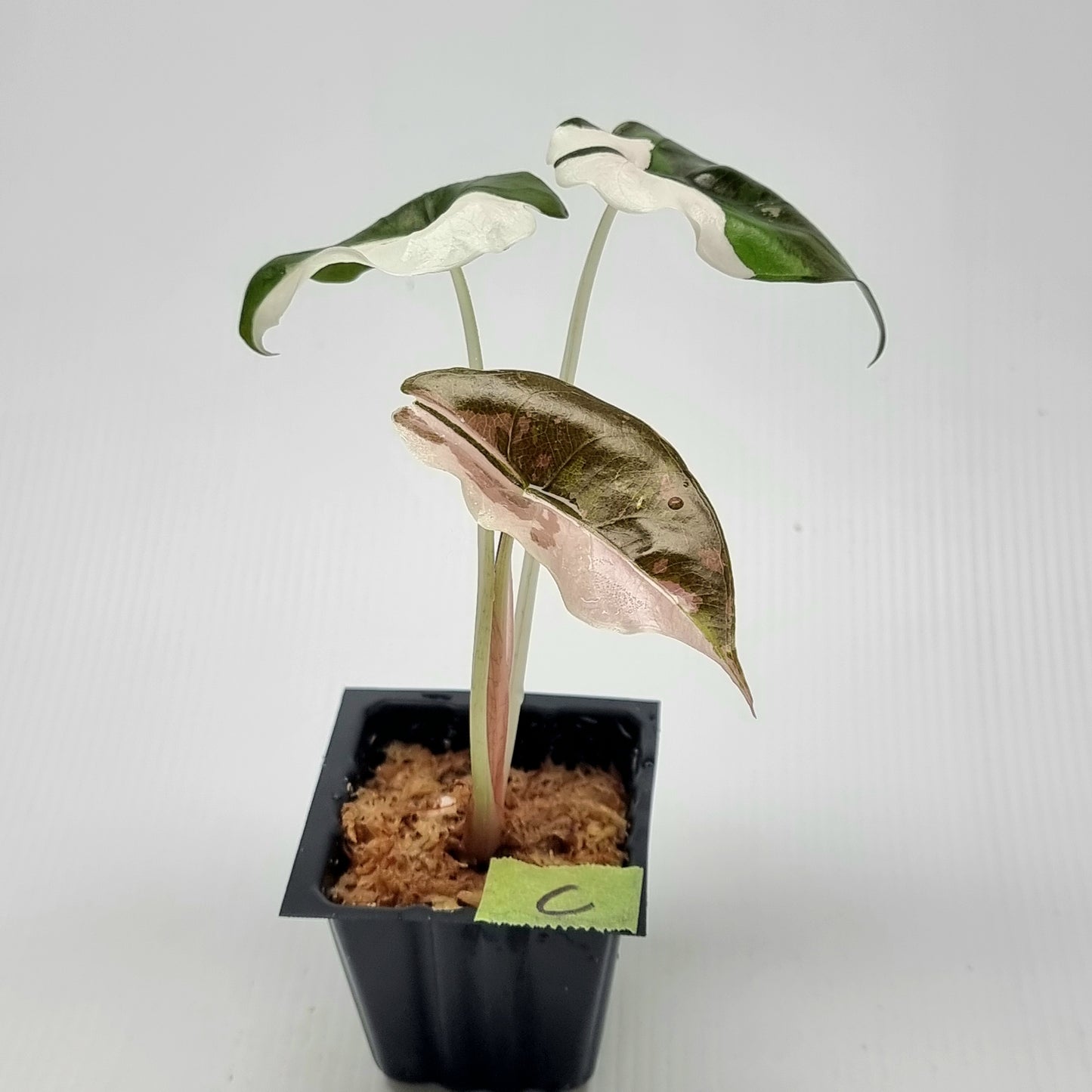 Alocasia Chantrieri Pink Variegated