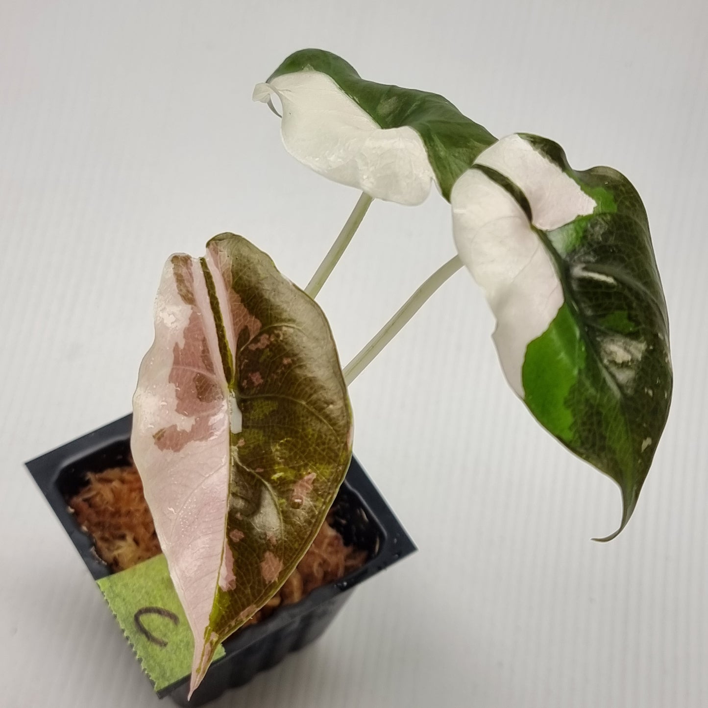 Alocasia Chantrieri Pink Variegated