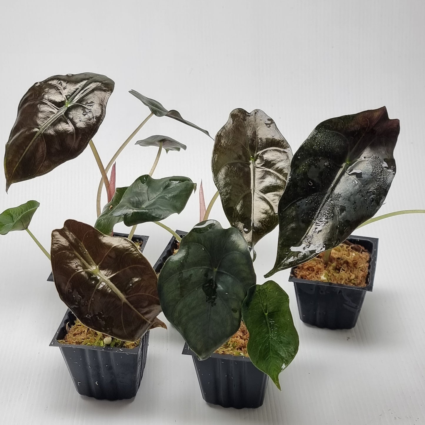 Alocasia Chantrieri REVERTED