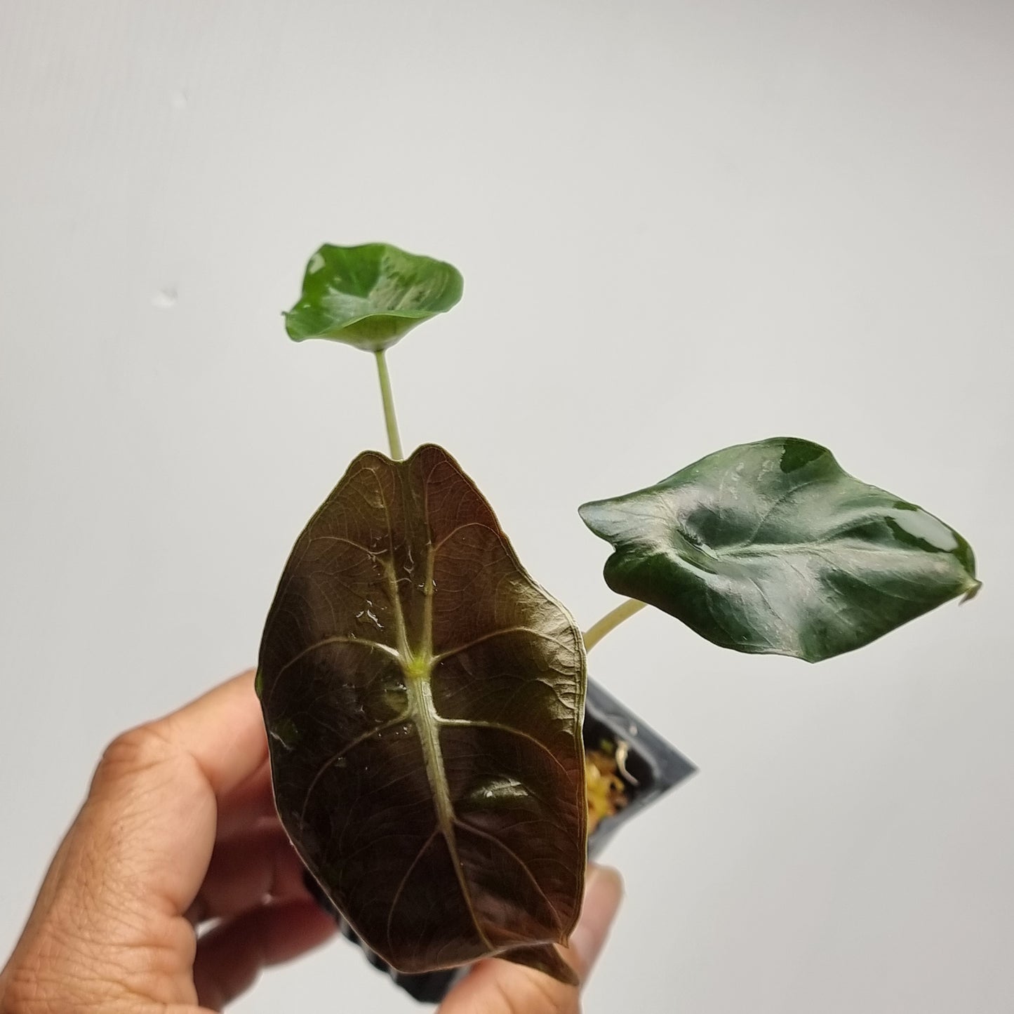 Alocasia Chantrieri REVERTED