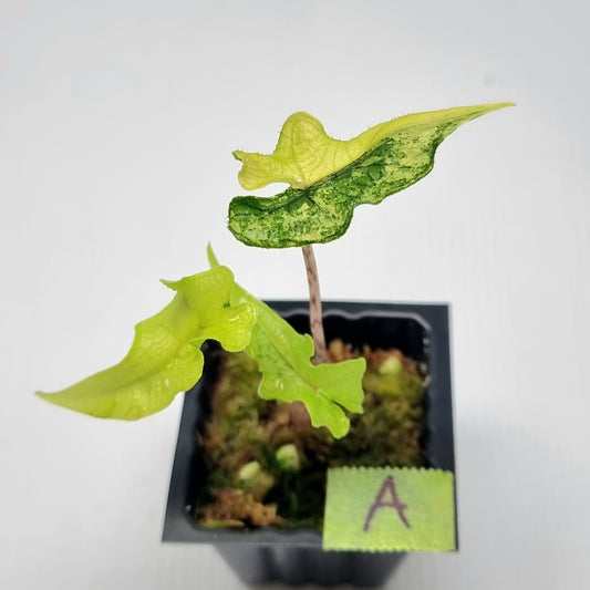 Alocasia Jacklyn Variegated