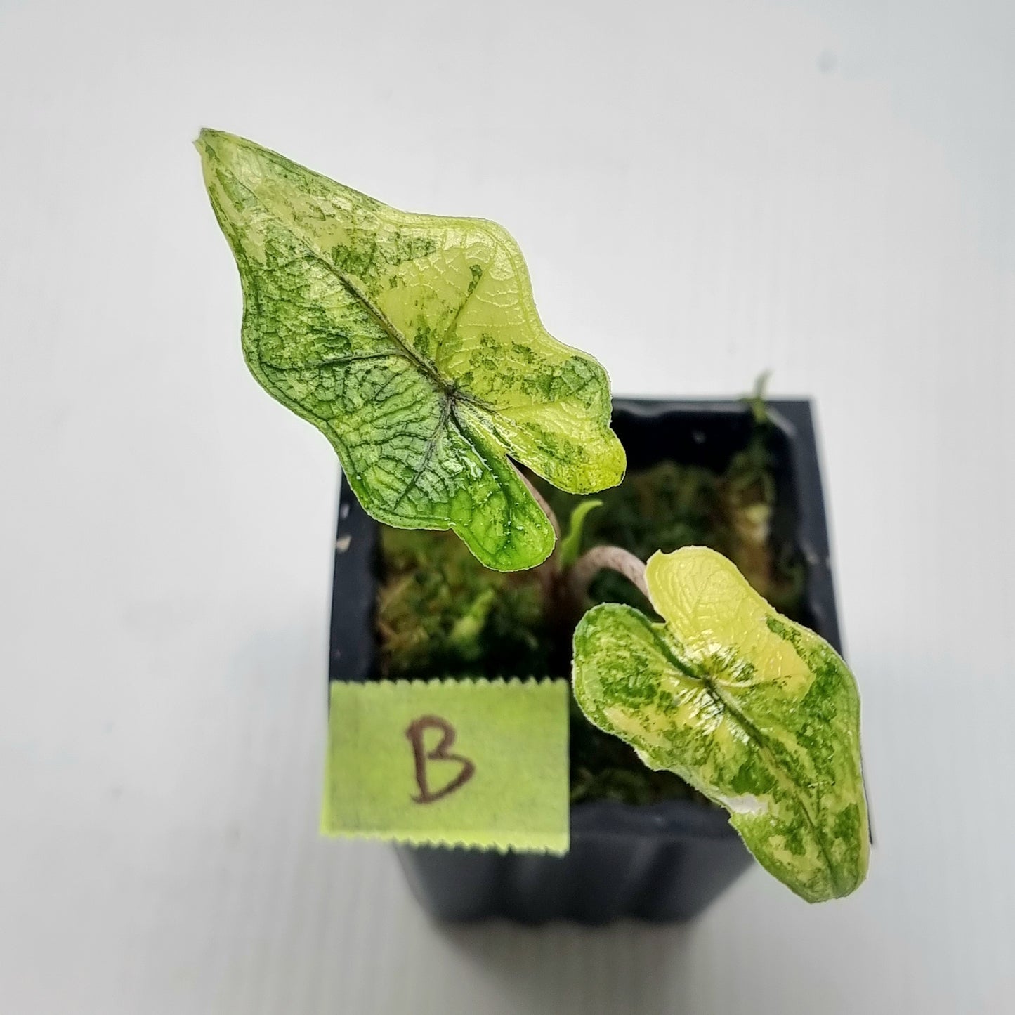 Alocasia Jacklyn Variegated