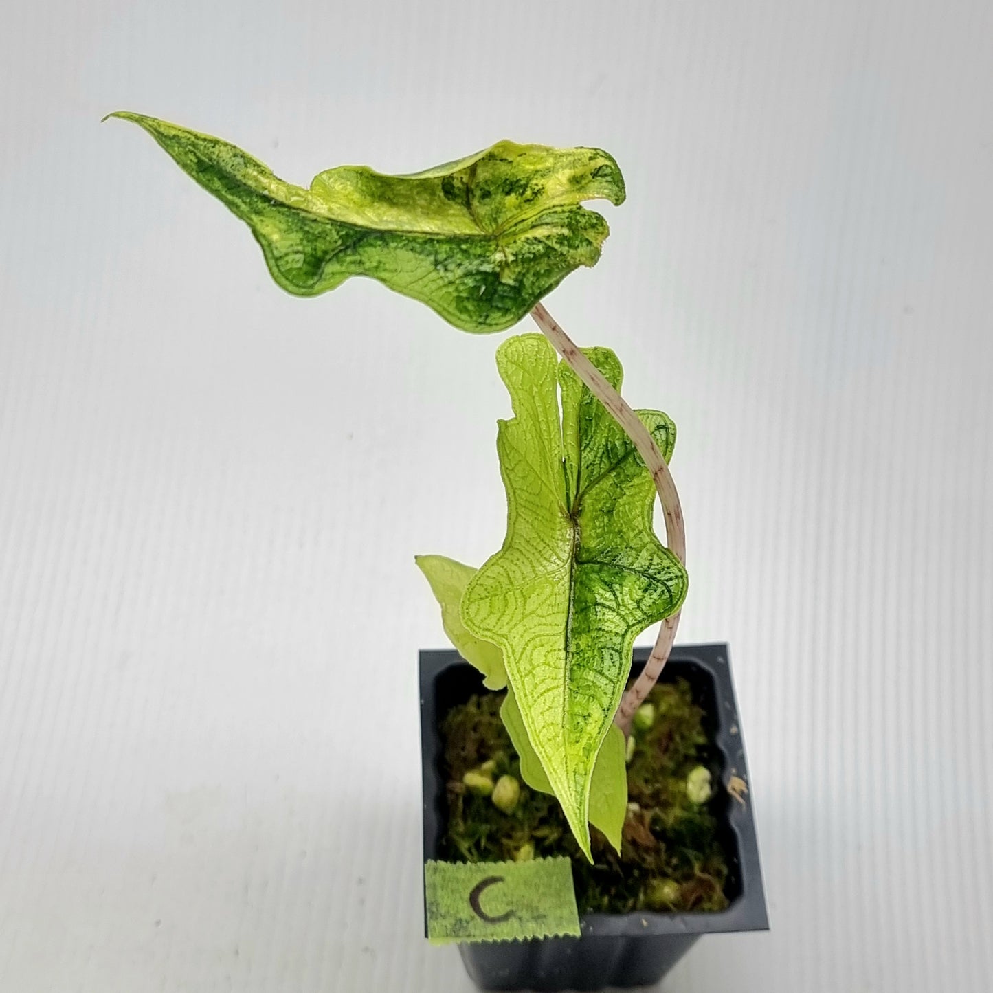 Alocasia Jacklyn Variegated