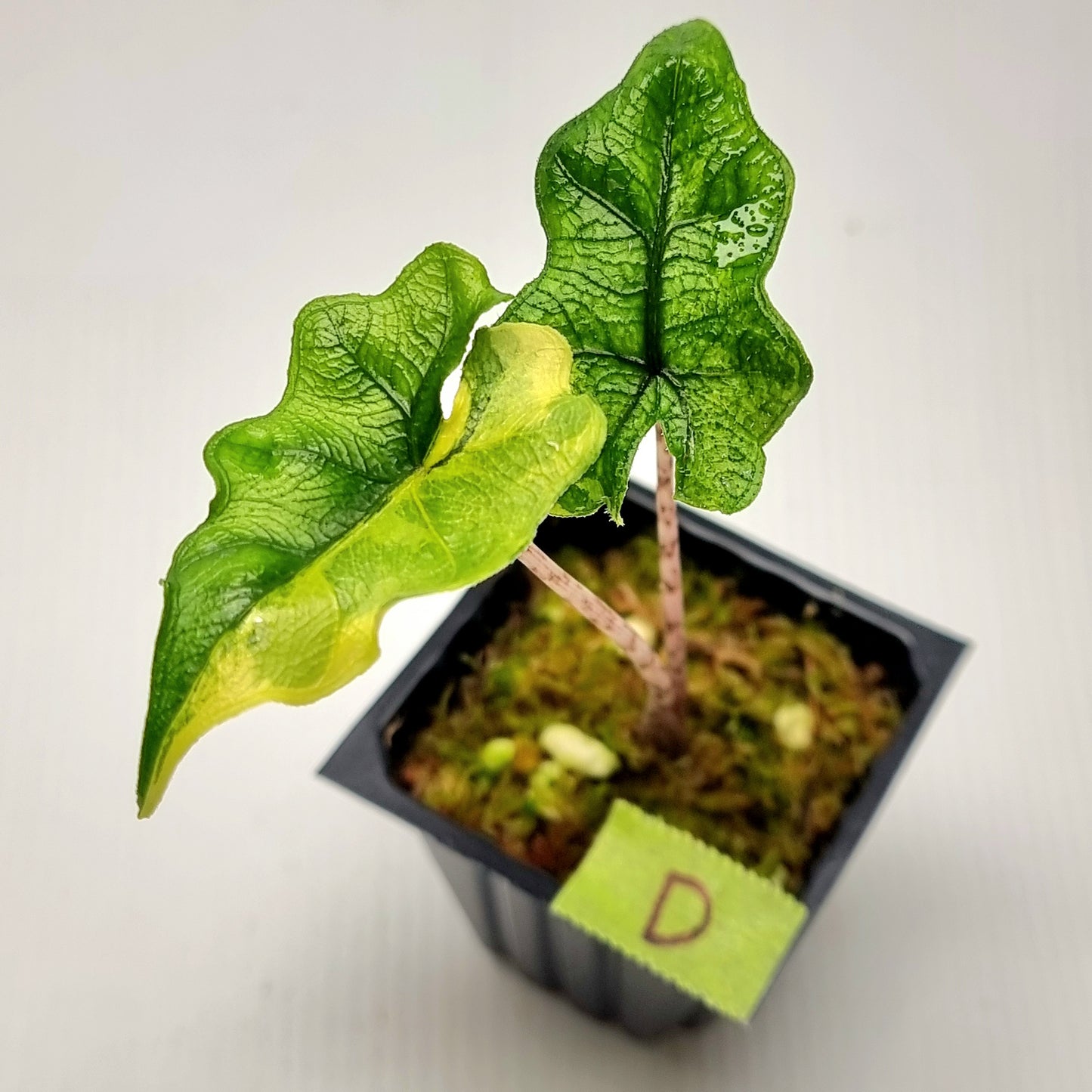 Alocasia Jacklyn Variegated