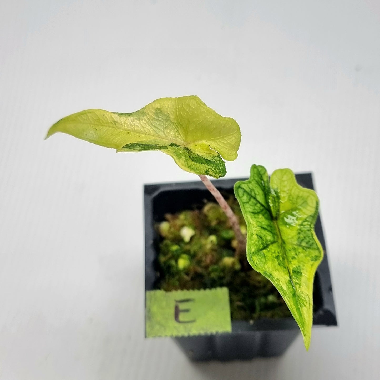 Alocasia Jacklyn Variegated