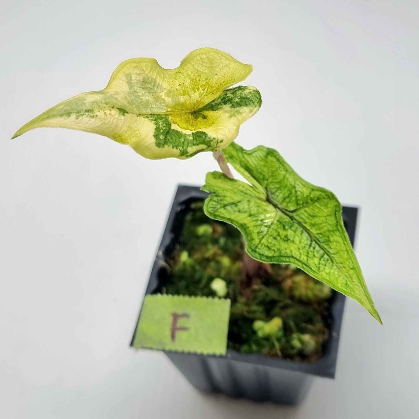 Alocasia Jacklyn Variegated