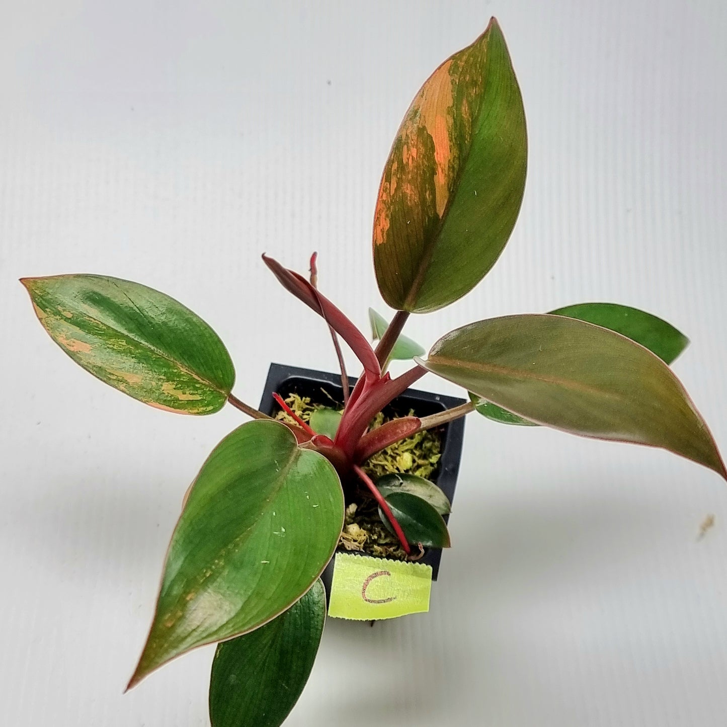 Philodendron Red Congo Variegated