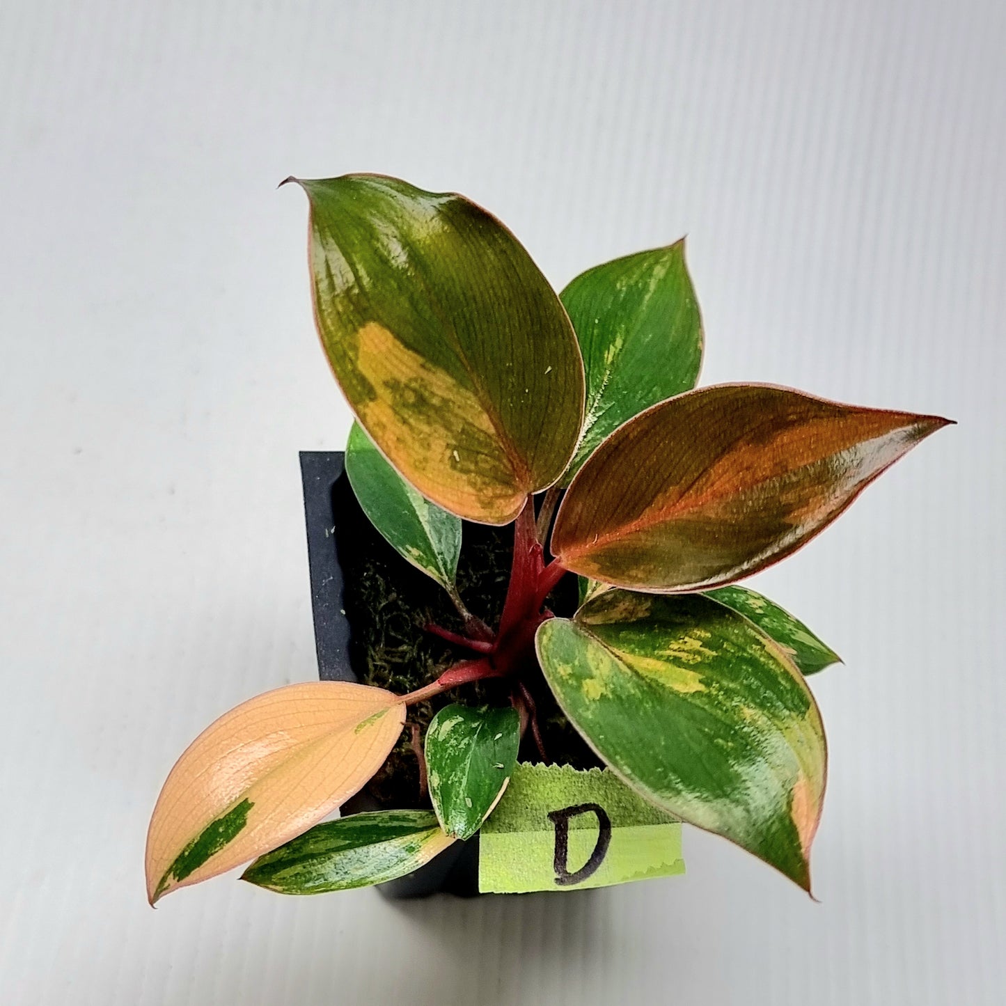 Philodendron Red Congo Variegated