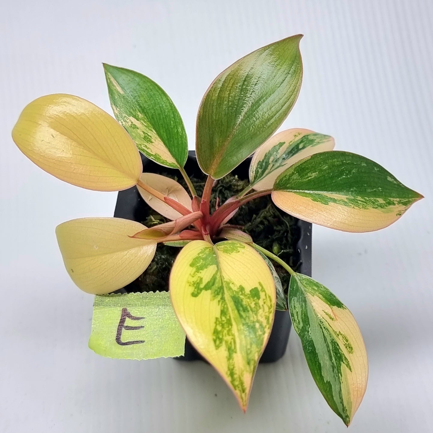Philodendron Red Congo Variegated