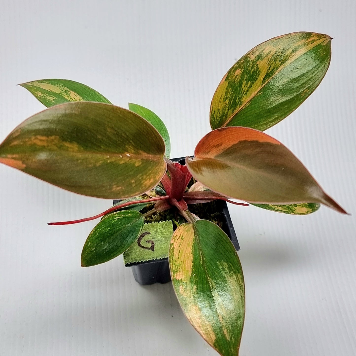 Philodendron Red Congo Variegated