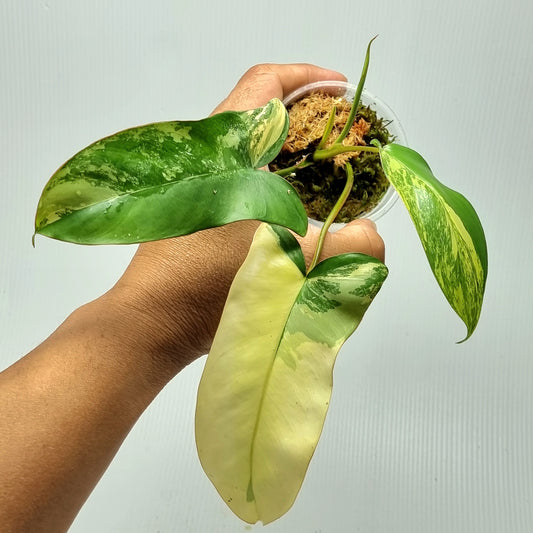 Philodendron Florida Beauty x Paraiso Verde Variegated