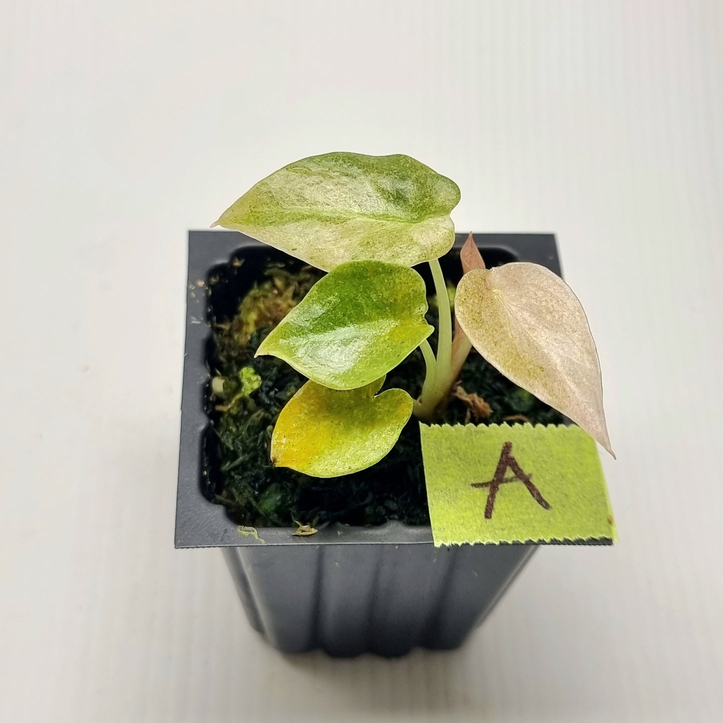 Alocasia cuprea Variegated