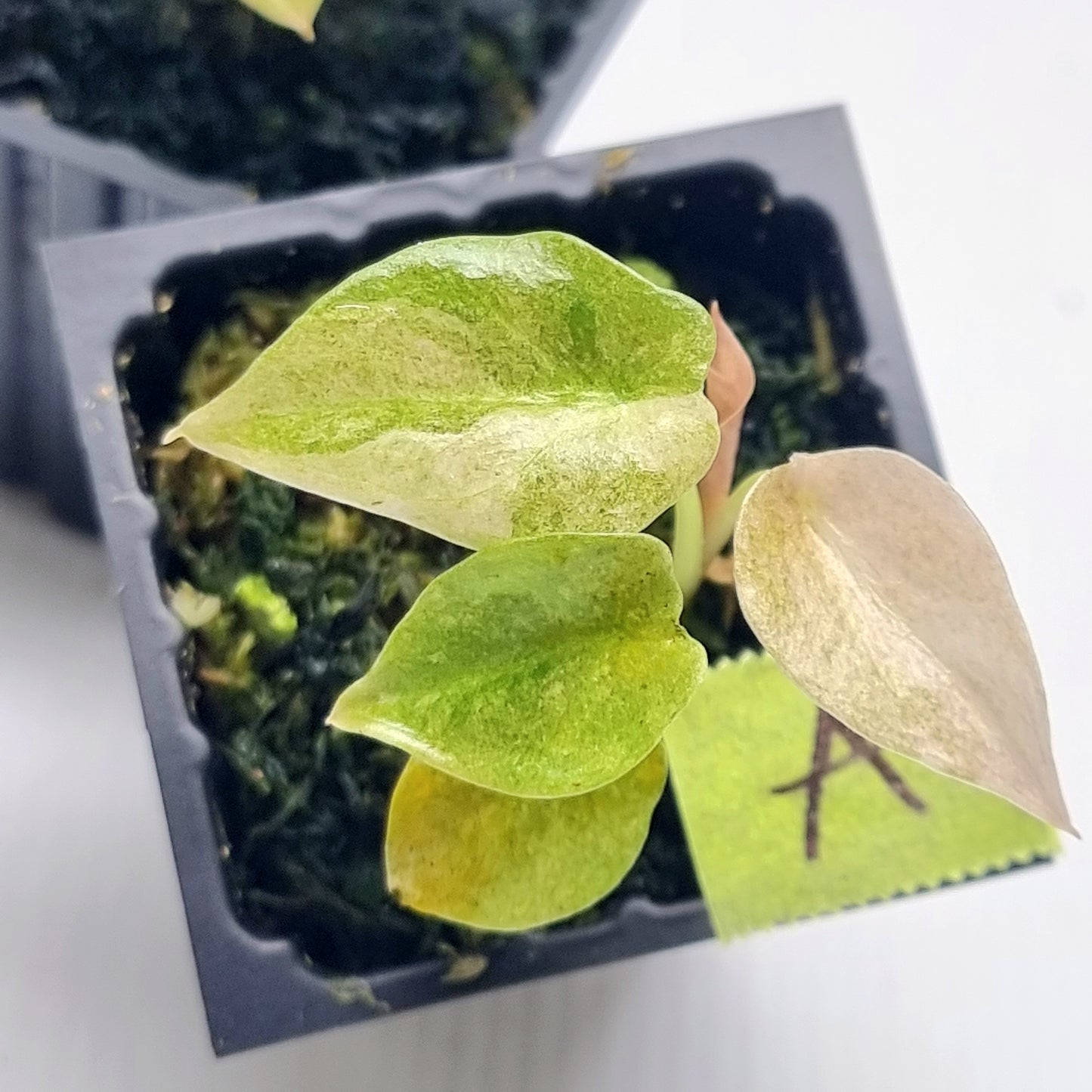 Alocasia cuprea Variegated