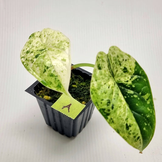 Alocasia Dragon Scale Mint
