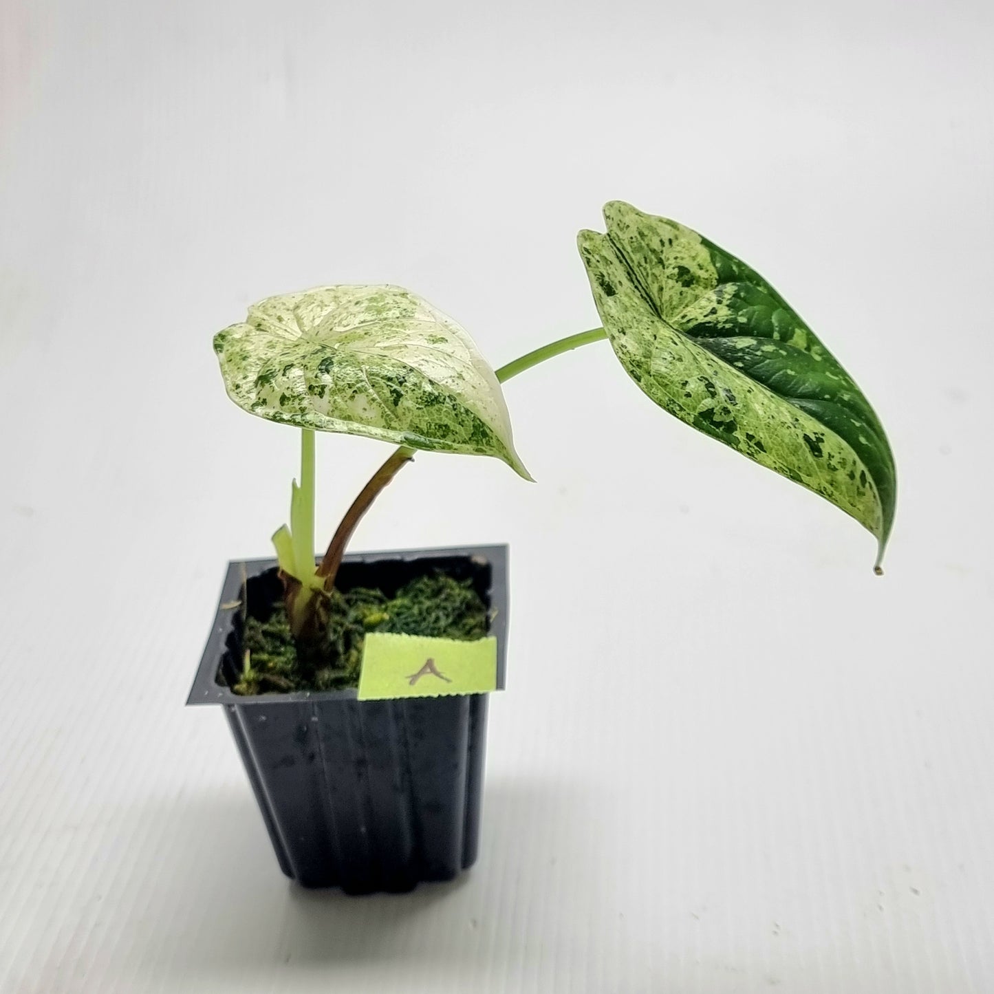 Alocasia Dragon Scale Mint