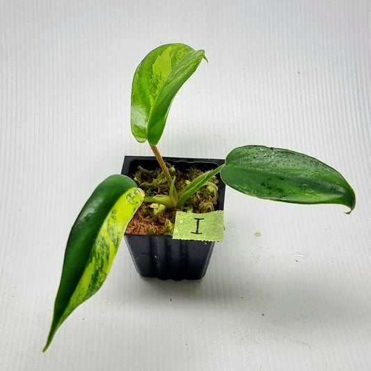 Philodendron squamiferum X P. Florida Beauty Variegated
