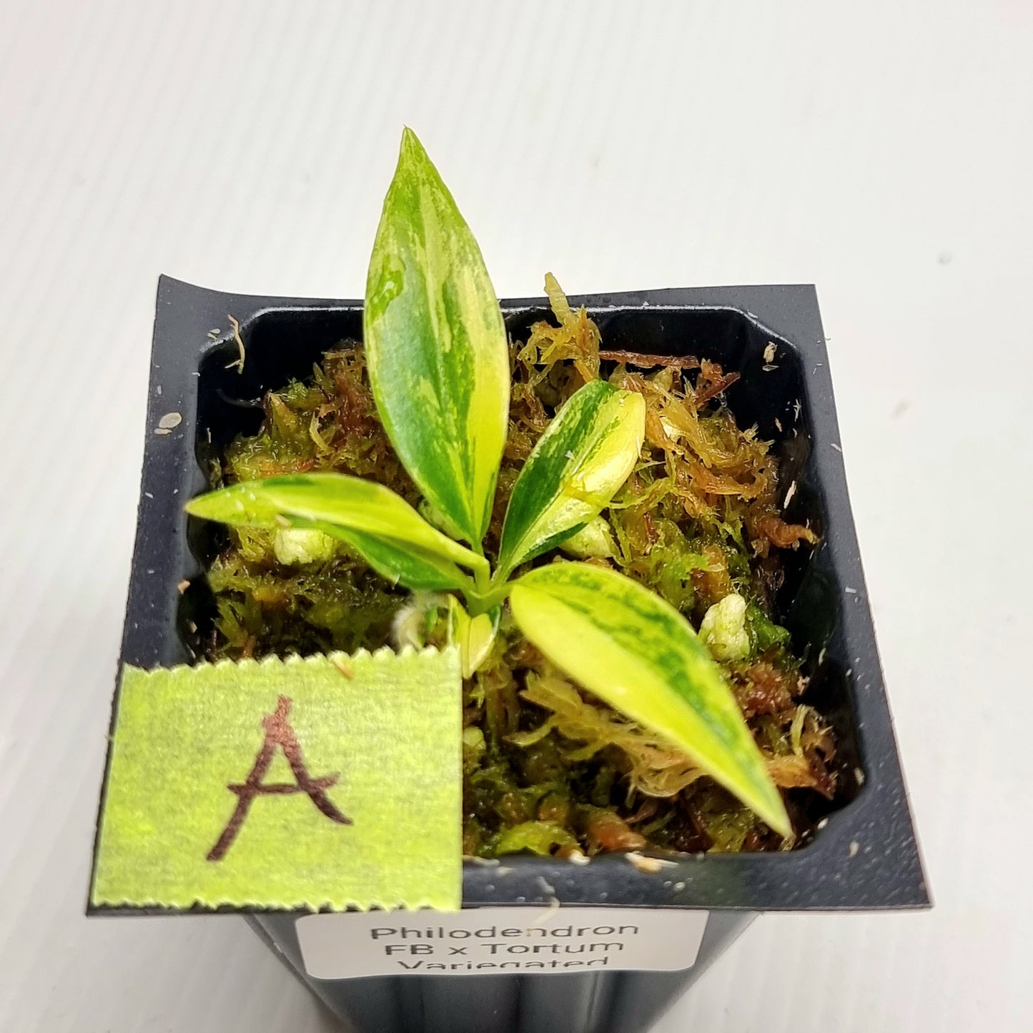 Philodendron Florida Beauty x P. tortum Variegated