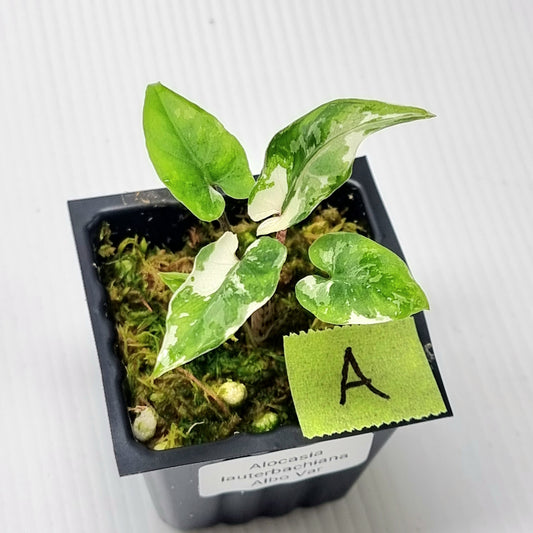 Alocasia Lauterbachiana Albo Variegated