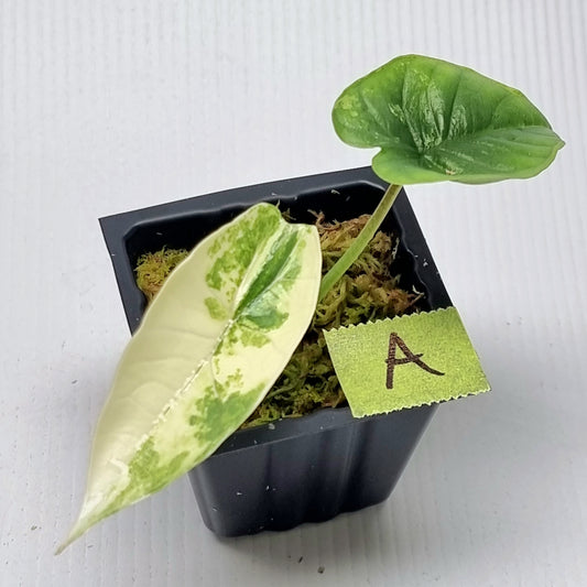 Alocasia Platinum/bisma Albo Variegated