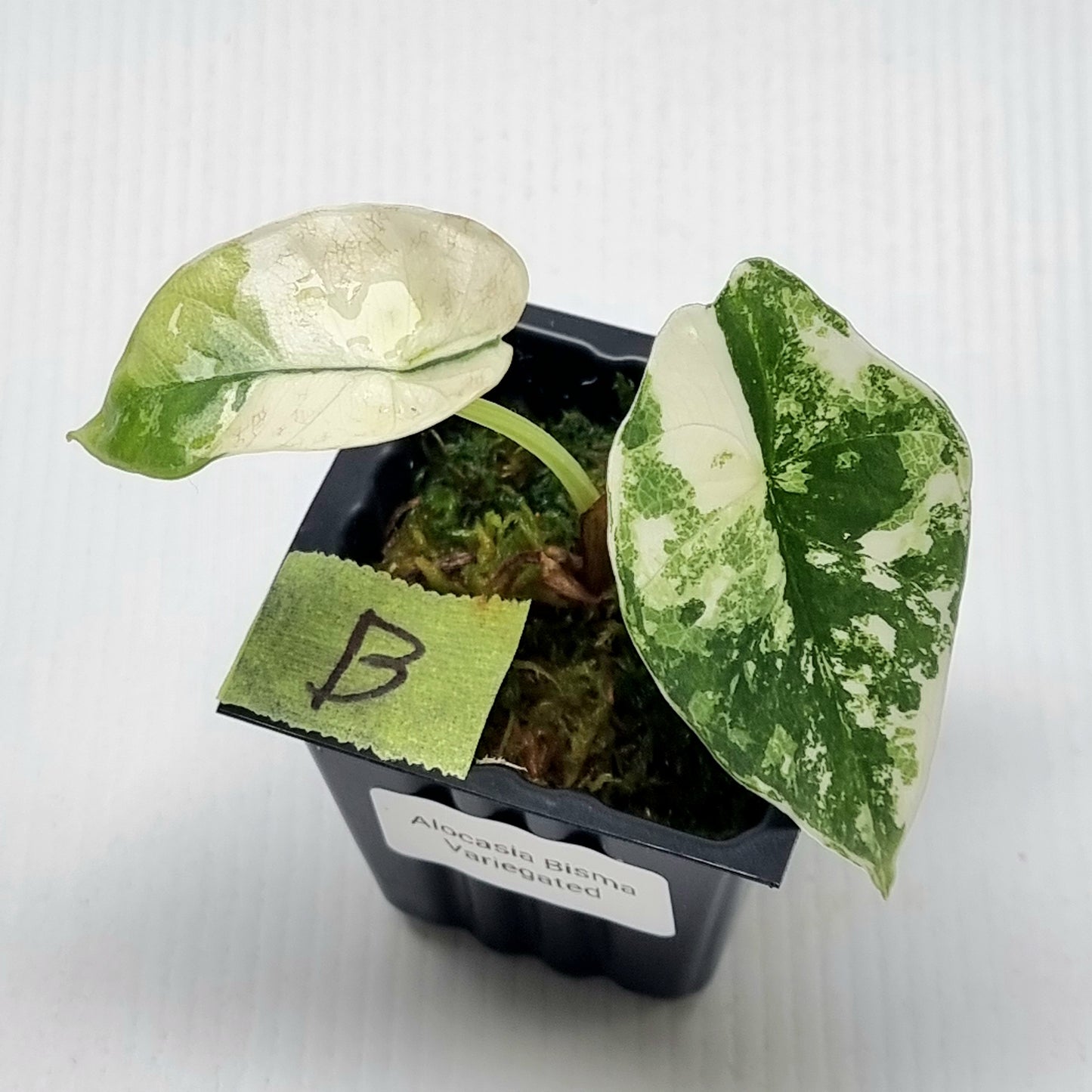 Alocasia Platinum/bisma Albo Variegated