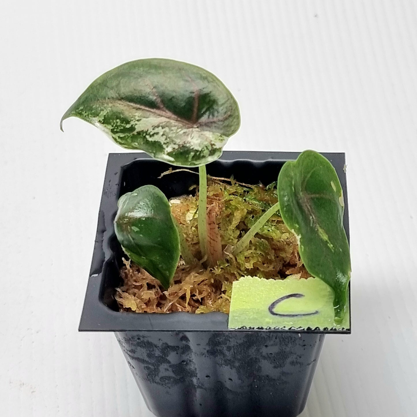 Alocasia azlanii Pink variegated