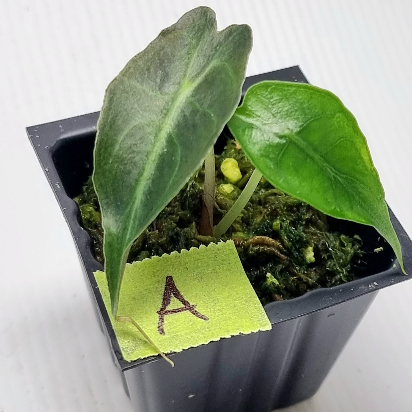 Alocasia Venom