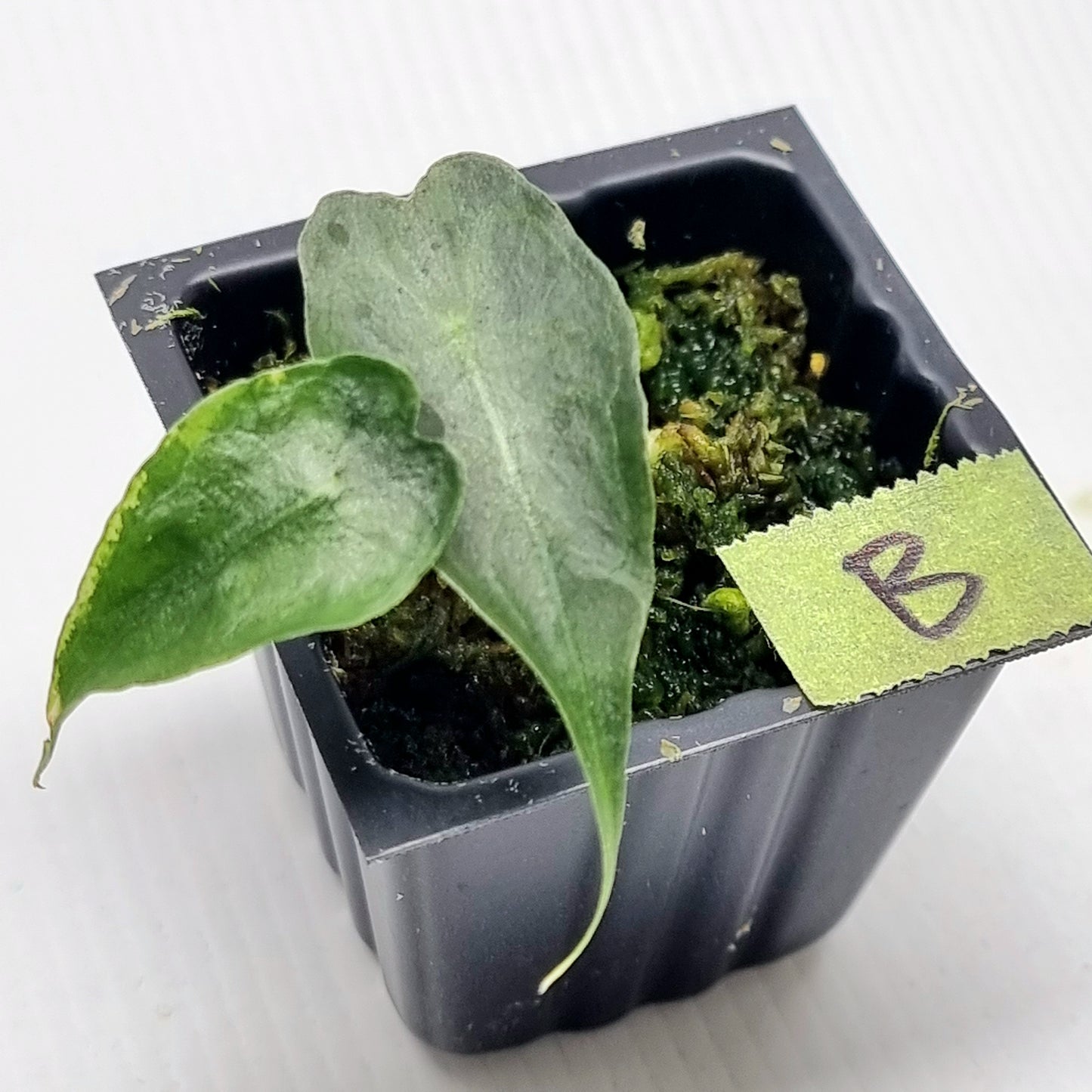 Alocasia Venom