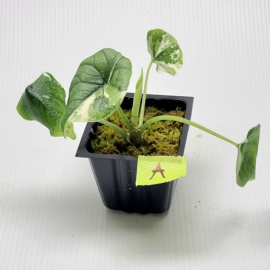 Alocasia melo Albo variegated
