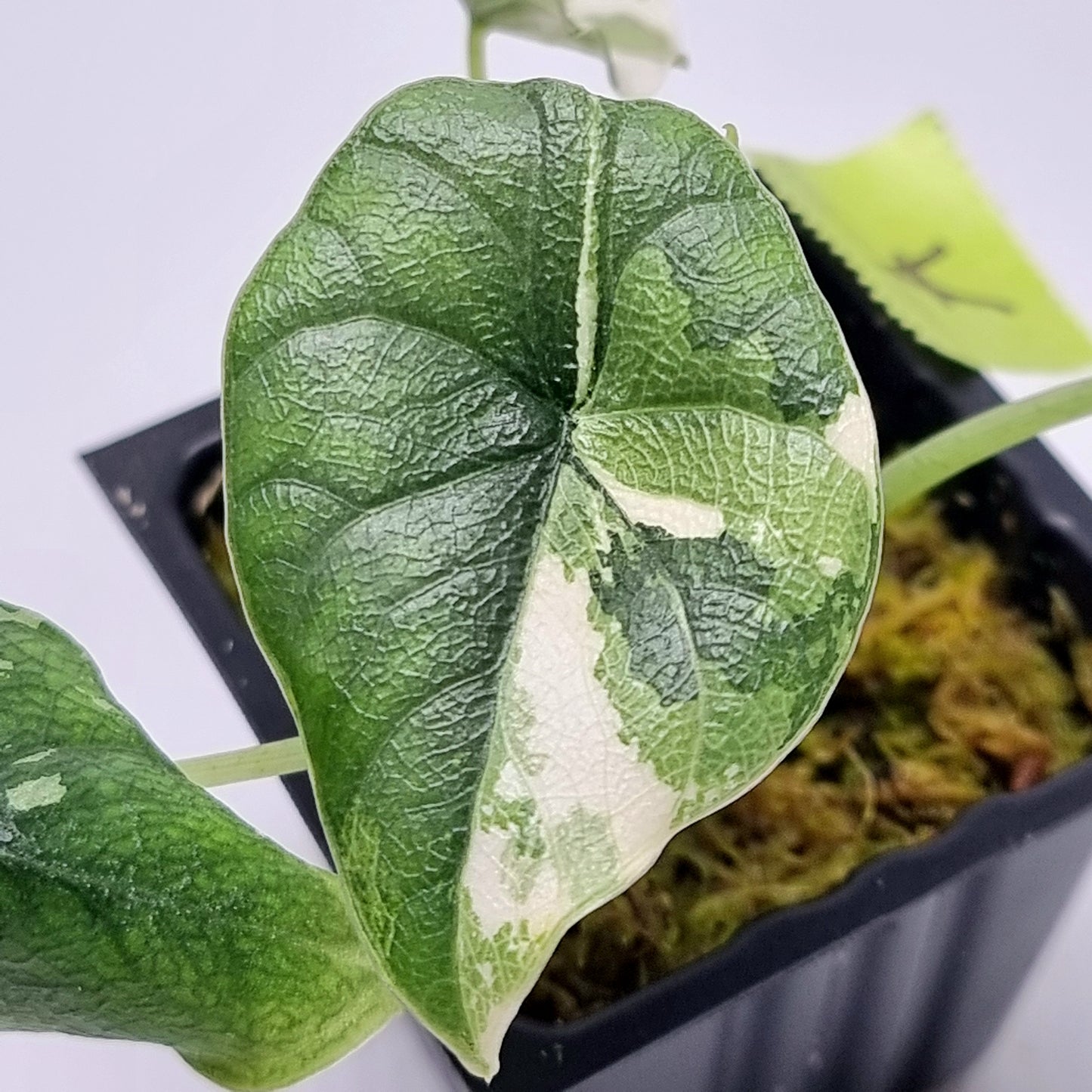 Alocasia melo Albo variegated