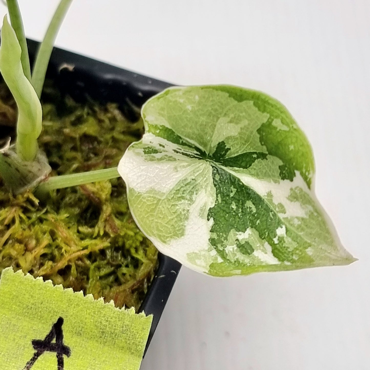 Alocasia melo Albo variegated
