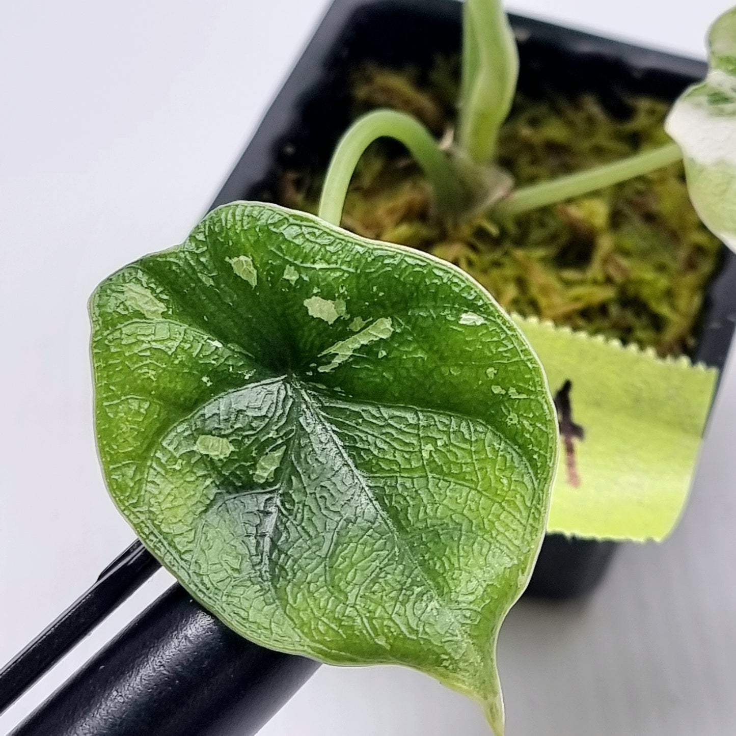 Alocasia melo Albo variegated