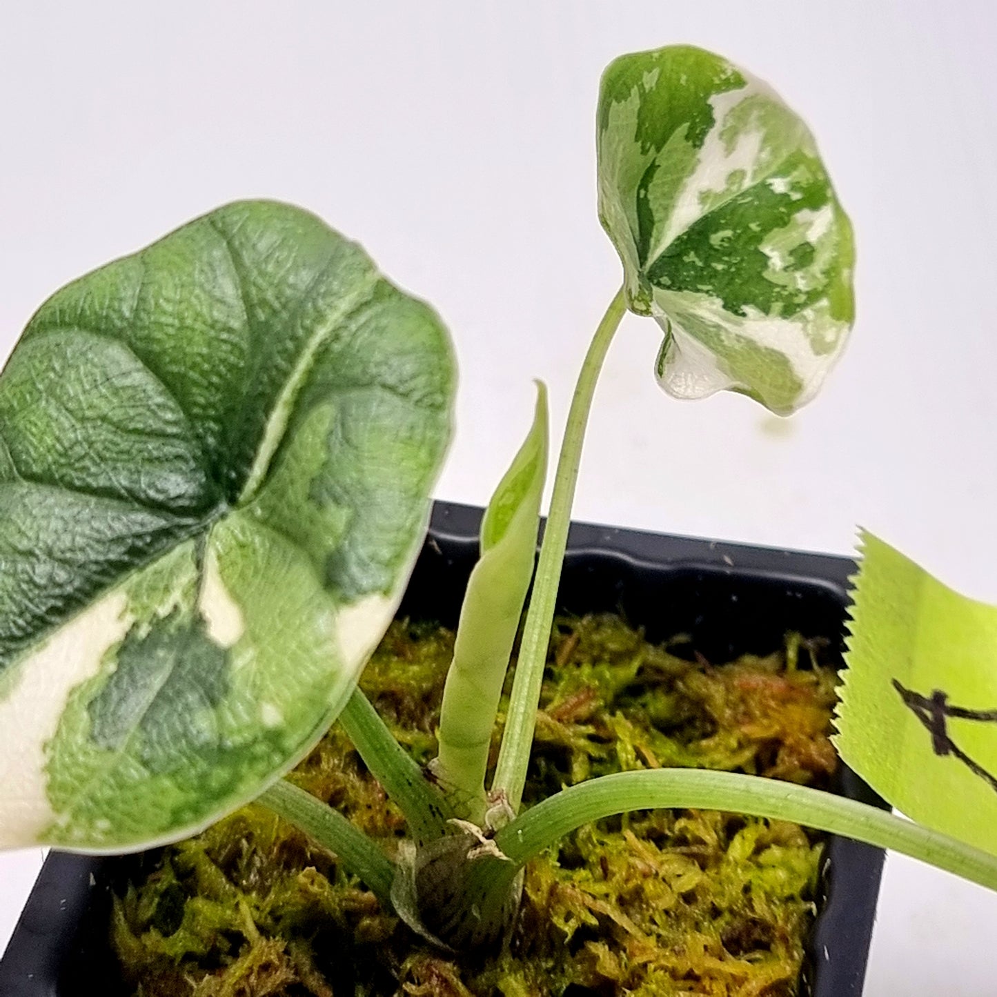 Alocasia melo Albo variegated