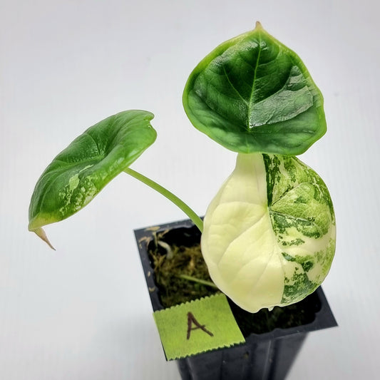 Alocasia Dragon Scale Variegated