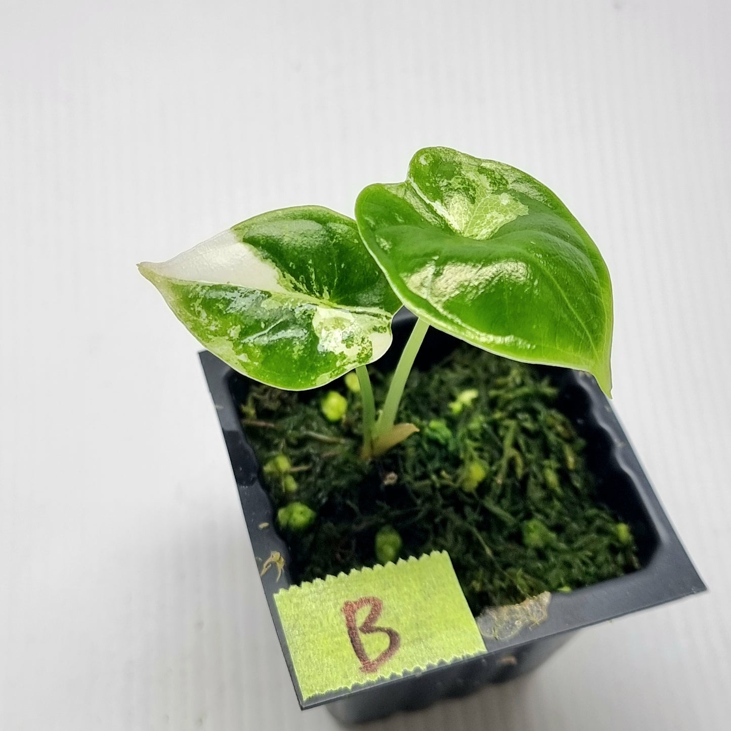Alocasia Dragon Scale Variegated