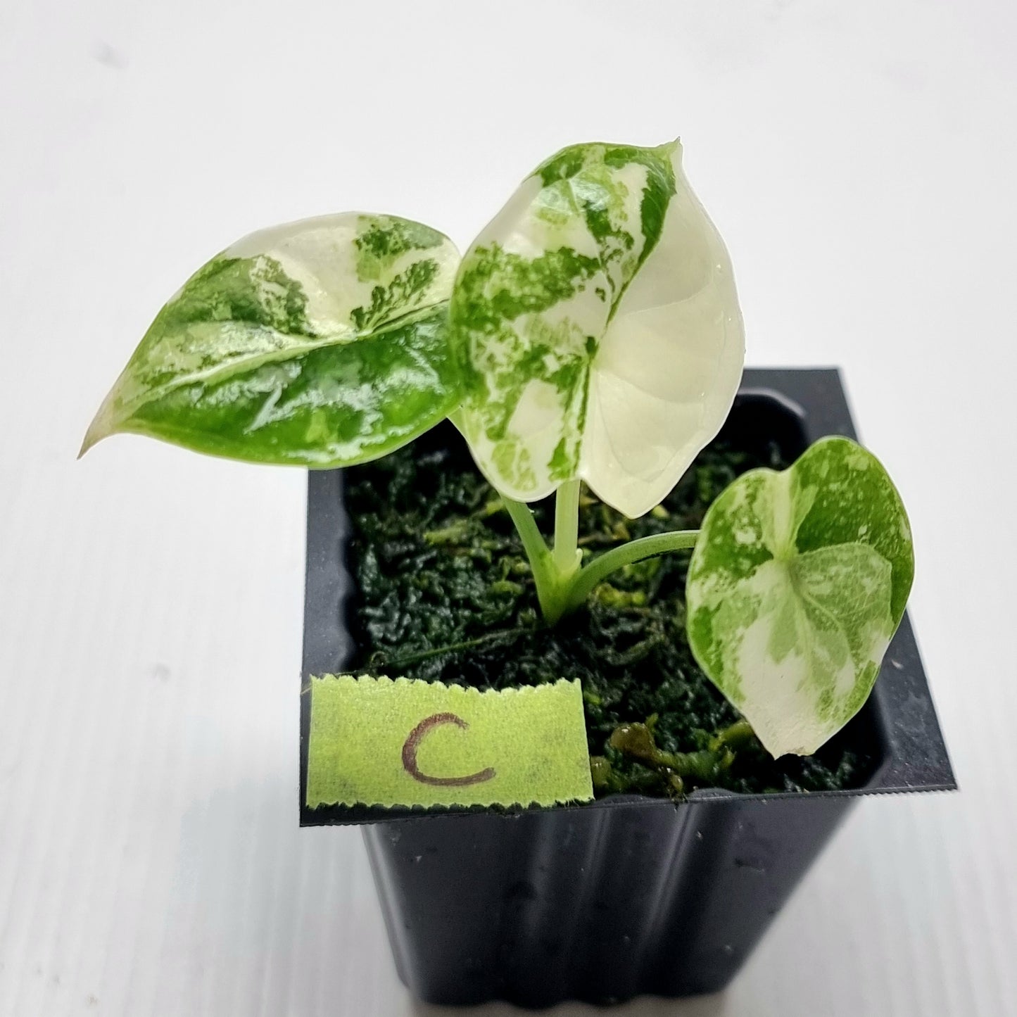 Alocasia Dragon Scale Variegated