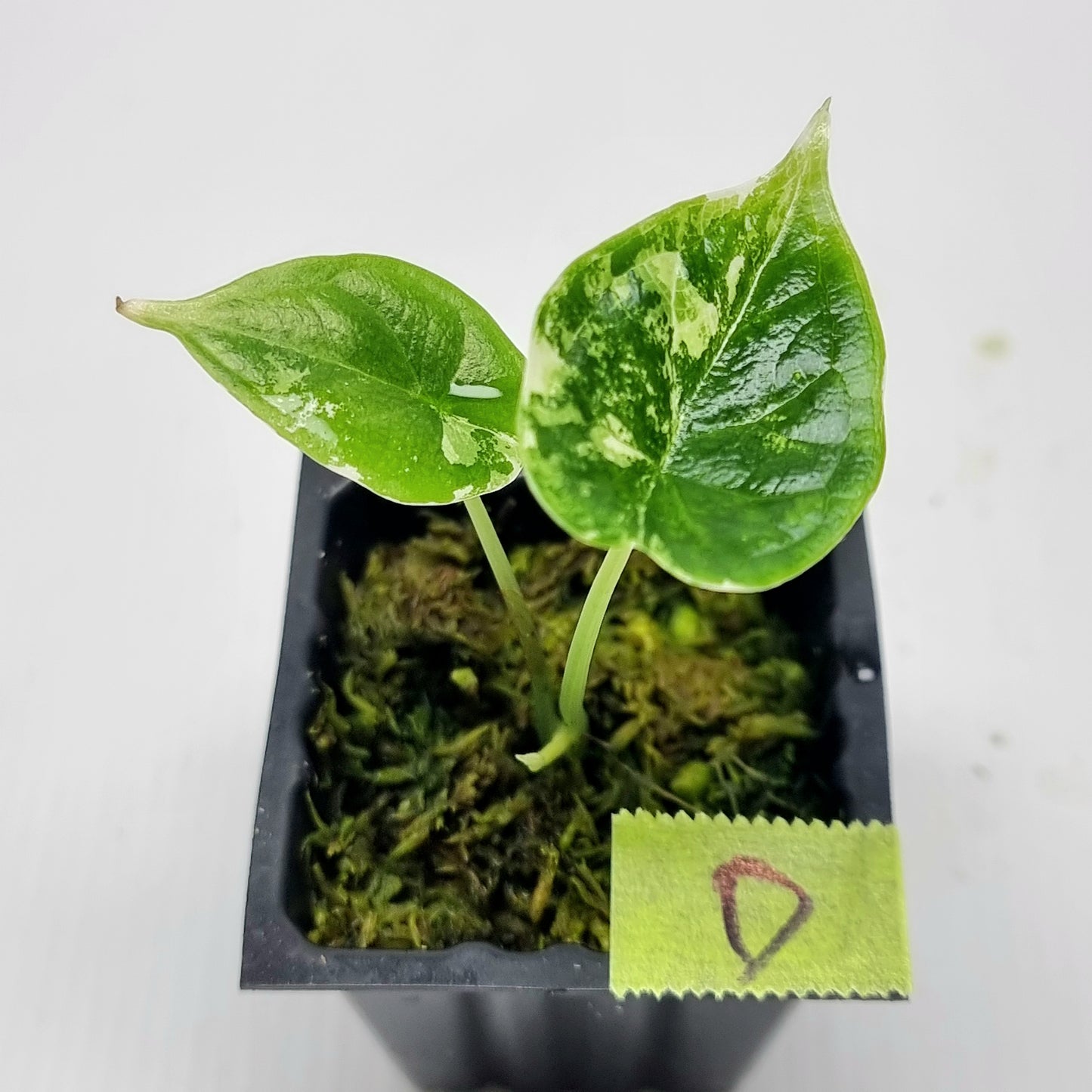 Alocasia Dragon Scale Variegated