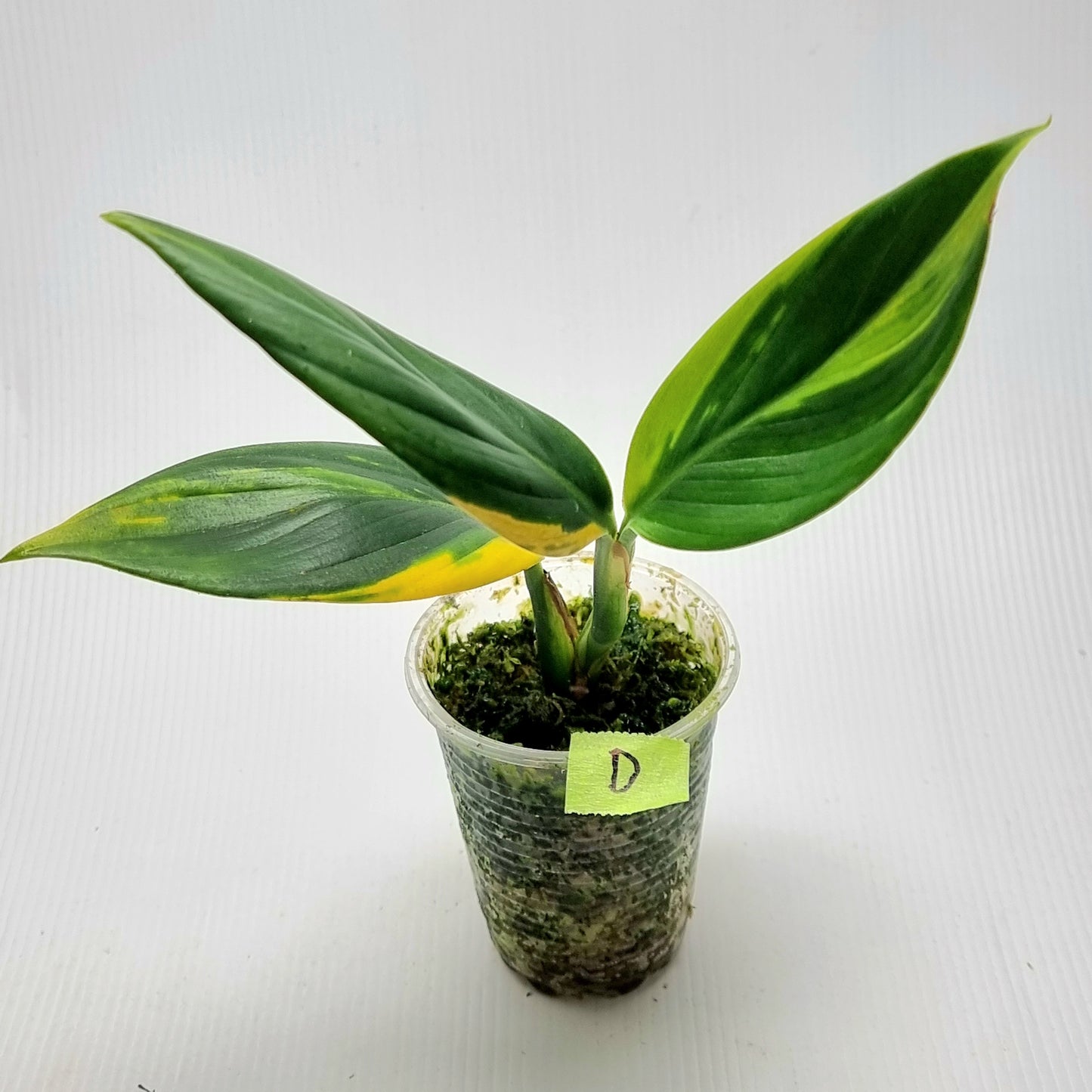 Scindapsus rupestris Aurea variegated