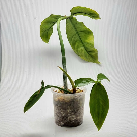 Philodendron sanctamartinense