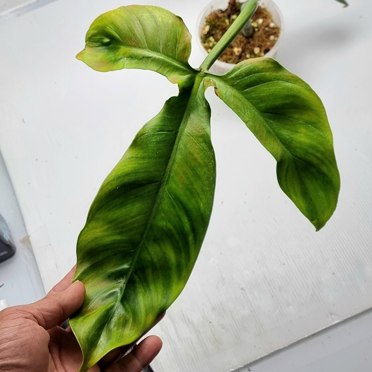 Philodendron sanctamartinense