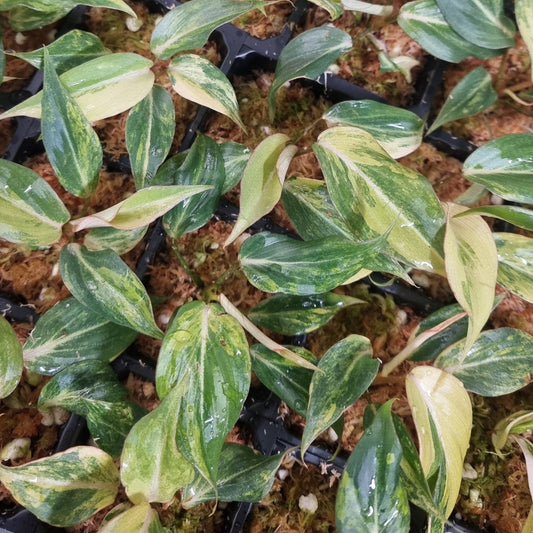 Philodendron gloriosum Tricolour Variegated