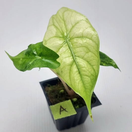 Alocasia Nairobi Night Variegated