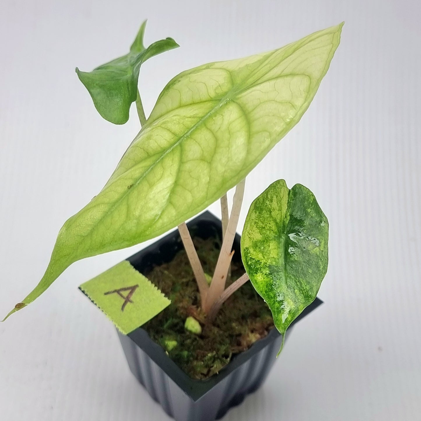 Alocasia Nairobi Night Variegated