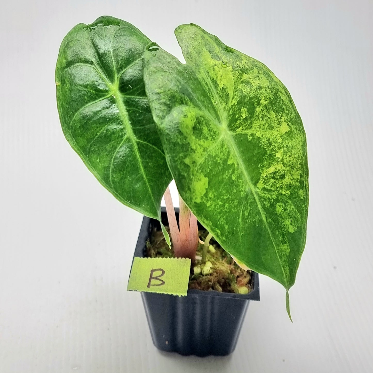 Alocasia Nairobi Night Variegated